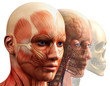 anatomy concept