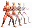 anatomy, muscles
