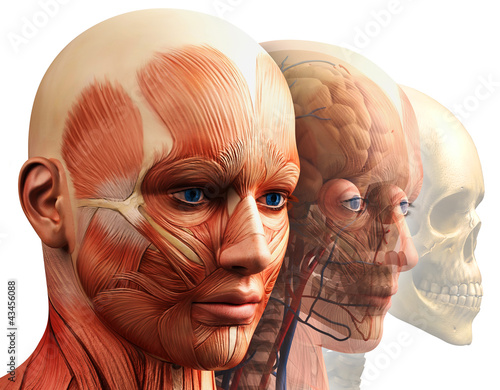 Illustration: anatomy concept anatomy concept