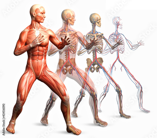 Illustration: anatomy, muscles anatomy, muscles