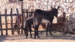 Donkeys and pony on the farm