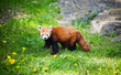 Curious red panda
