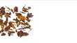 Falling autumn leaves against a white background.