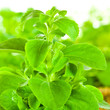 Stevia