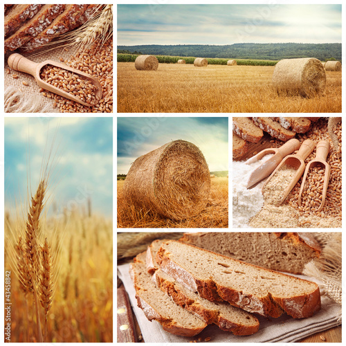 Photo: Bread and harvesting wheat Bread and harvesting wheat
