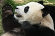Giant panda bear (Ailuropoda Melanoleuca), China