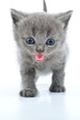 kitten