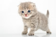 funny kitten