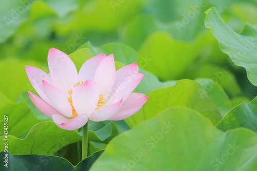 Photo: ハスの花 ハスの花