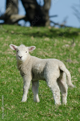 Photo: Sheep Farm Sheep Farm