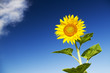 Foto: sunflower against blue sky sunflower against blue sky