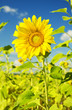 Foto: Sunflower Sunflower
