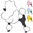 Groomed Miniature Poodle Dog