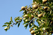 Birnen am Ast eines Birnenbaumes