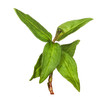 Photo: Macro Vietnamese Coriander herb plant Macro Vietnamese Coriander herb plant