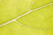 Green leaf macro