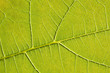 Green leaf macro