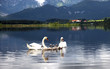 Schwan-Familie auf dem See