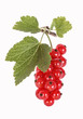 Red currants, rote Johannisbeeren, freigestellt