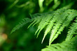 fern close-up in the forest