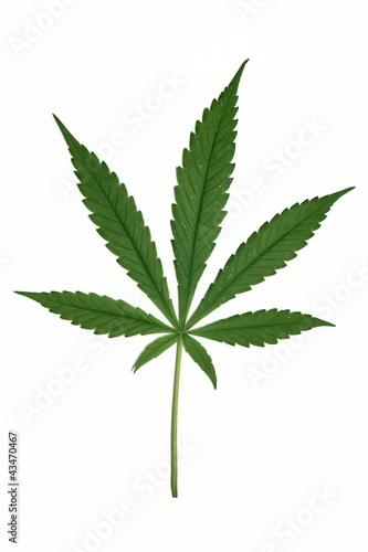 Foto: Cannabis leaf Cannabis leaf