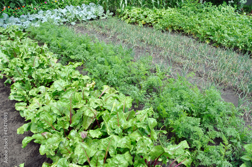 Photo: vegetable garden vegetable garden