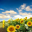 Beautiful sunflowers with blue sky and clouds