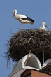 Burgenland Storch