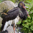 Cigogne noire 1