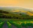 Italian vineyard
