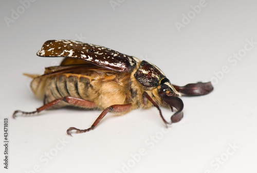 Photo: Polyphylla fullo Polyphylla fullo