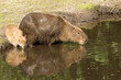 Capybara mother and cub drinking