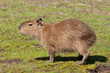 Capybara cub
