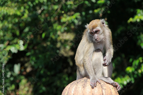 Photo: Monkey Pose Monkey Pose
