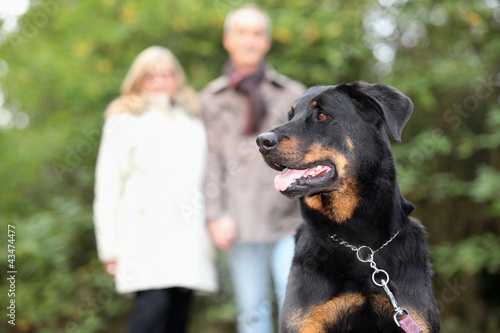 Foto: Senior couple walking dog Senior couple walking dog