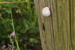 escargot