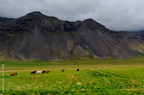 Photo: Icelandic horses roaming on Snaefellsnes in Iceland Icelandic horses roaming on Snaefellsnes in Iceland