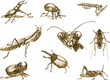 Hand-drawn collection into vectors. Beetles and insects.
