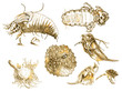 MICROORGANISMS (pictures in vintage style. Drawings)