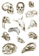 skulls - hand drawing converted into vector