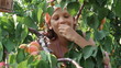 Girl regales apricot