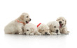 Photo: small cute golden retriever puppy, on white background small cute golden retriever puppy, on white background
