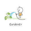 Gardener watering plants