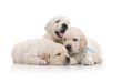 Photo: small cute golden retriever puppy, on white background small cute golden retriever puppy, on white background