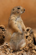 Prairie dog (Cynomis ludovicianus)