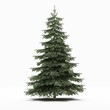 sapin naturel