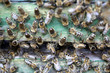 Beehive