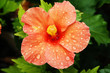BLUMEN_0905_Hibiscus