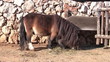 Pony