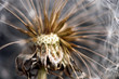 Pusteblume
